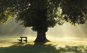 Inzichten en Innerlijke Rust Vinden met Familieopstellingen